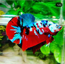Pin Oleh Ring Betta Di Yang Saya Simpan Di 2020 Ikan Cupang