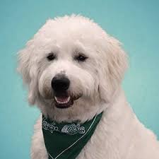 Shelby County Board of DD Welcomes Therapy Dog, Woody