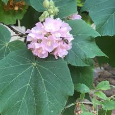Image result for Dombeya