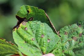 Image result for Cercospora hydrangea