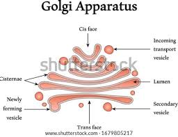 The synthesis of these cell wall polysaccharides is a major cellular function, and as much as 80% of the metabolic activity of the golgi apparatus in plant cells may be devoted to polysaccharide synthesis. Plant Cell Golgi Apparatus Clipart Stunning Free Transparent Png Clipart Images Free Download