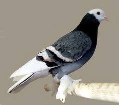 Black And White Pigeon Breeds Pin On Birdies