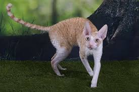If you know that your cat has worms, you need to treat the cat and the dog, as well as the humans in the household. Stomach Worm Infection In Cats Symptoms Causes Diagnosis Treatment Recovery Management Cost