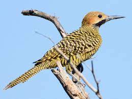 Find 39 ways to say flicker, along with antonyms, related words, and example sentences at thesaurus.com, the world's most trusted free thesaurus. Fernandina S Flicker Ebird