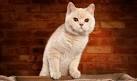 Find British Shorthair Kittens For Sale by Reputable Breeders