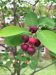 The flowers are really small white with yellow centers and. Flowering Trees For Home Gardens 21 Beautiful Choices
