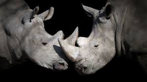 Keep reading and find out just how fascinating africa's wildlife. The Coronavirus Lockdown Is A Threat For Many Animals Not A Blessing Wired