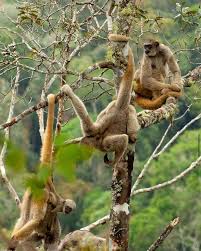 Image result for Micractis bojeri