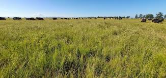 Image result for Crabbea cirsioides