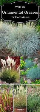Maybe you would like to learn more about one of these? 77 Ornamental Grass Container Idea From The Barn Nursery Ornamental Grasses Plants Grass