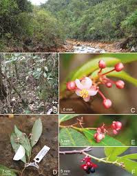 Image result for Brackenridgea