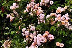 Synonyms, crossword answers and other related words for rose pest aphid. French Garden Diary June 2019
