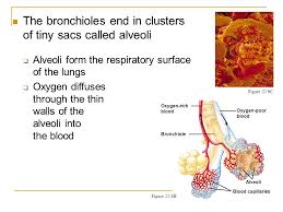 Introductory Questions 1 Ppt Download