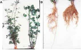 Image result for Rhizobium radiobacter, syn. Agrobacterium tumefaciens