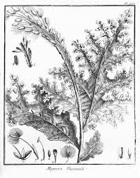 Image result for Inversodicraea