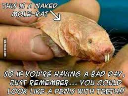 Naked Mole Rat 9gag