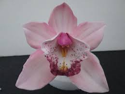 Handmade Sugar Flowers Orchid Gumpaste Edible Green Cymbidium Etsy Sugar Flowers Frosting Flowers Tropical Cake Topper