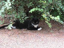 Check spelling or type a new query. How Do I Keep Cats Away From My Yard And Off My Property Dengarden