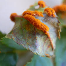 These white spots then produce spores that spread like a disease between the plants. Rust On Roses Treating It And Fighting It With Natural Organic Solutions