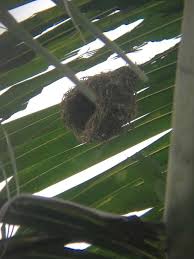 Sabut kelapa kita bentuk segitiga. Sarang Yang Unik Bentuk Mas Kawin Burung Manyar Steemit