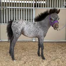 Horse Sales - Snuggle Farms