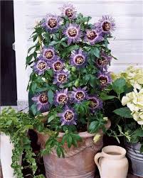 Passiflore Purple Rain Plante Grimpante Fleurs Exotiques Passiflore Fleurs Insolites