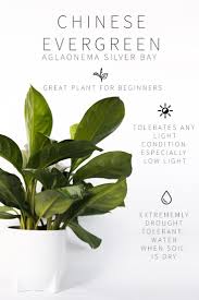 It Tolerates Low Light Well But Also Grows Well In Bright Spots It Doesn T Even Need Natural Light To Thrive Chines Plants Indoor Plants House Plants Indoor