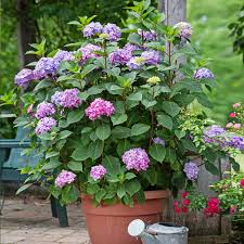 Image result for Hydrangea