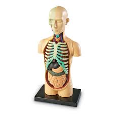 Costae) are the long curved bones which form the rib cage, part of the axial skeleton. Buy Learning Resources Human Body Model Online At Low Prices In India Amazon In