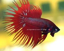Pin On Fishes