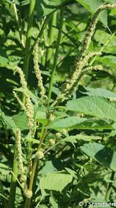 Image result for Amaranthus spinosus