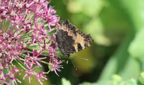 Scopri ricette, idee per la casa, consigli di stile e altre idee da provare. Q7dti7hroyxifm