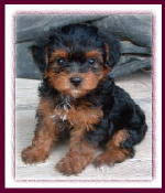 Because they are small breeds, they do not need lots of exercise. Haircuts For Yorkie Poo Puppies Mn Yorkie Haircuts