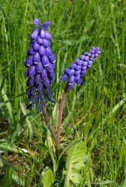 Image result for Polysphaeria harrisii