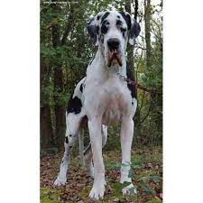Buy 100% european great dane puppies in southern california. Vom Hause Faith European Great Danes Great Dane Breeder In Albertson North Carolina