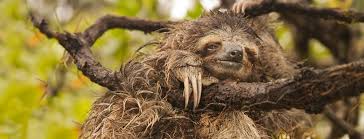 Hangover Sloth D Three Toed Sloth Sloth Mammals