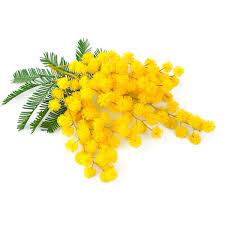 Mimosa Fiore Delle Donne Liked On Polyvore Featuring Flowers Mimosa Flower Mimosa Flower Aesthetic