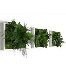 Pflanzenbild 3er Set 22 X 22 Cm Im Greenbop Online Shop Kaufen Pflanzen Vertikaler Garten Vertikaler Garten Diy