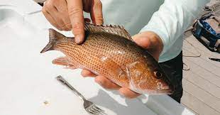 Mangrove snapper (officially gray snapper, also called mango snapper) are one of my favorite species of fish to catch. 4 Steps To Clean Snapper Without Filleting Them