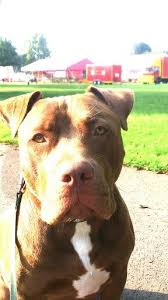 American Rednose Pitbull Sunny Pitbull Puppies Cute Animals Animals