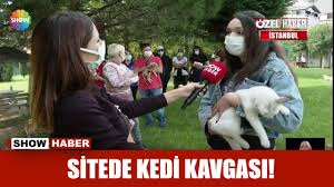 Sitede Kedi Kavgasi Youtube