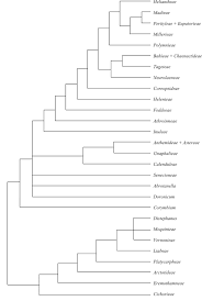 Image result for Stomatanthes helenae