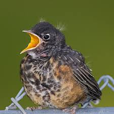Baby Bird Identifier By Picture 12 Strange Names For Baby Animals Dictionary Com Baby Animals Animals Kinds Of Birds
