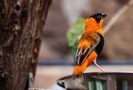 Bird With Orange Beak And Black And White Feathers Bright Orange Orange Bird Bright Orange Orange Aesthetic