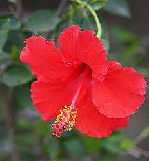 Hibiscus Common Name Rose Mallow Chaba Thai Kembang Sepatu Indonesian Thai Flower Pretty Flowers Purple Hibiscus