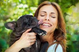 Their droopy face, large bat ears, and thick build french bulldog puppies have a lot of pros to offer. French Bulldog Temperament Do You Know What To Expect