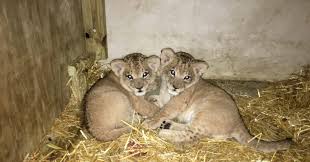 Find great deals on ebay for baby tiger mint. Lion Cubs For Sale Wild Animals And Pets 256771868163