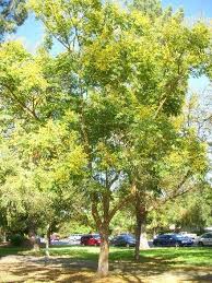 Chinese Flame Tree Tree Flame Tree Plants