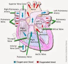 Pin On Medical Stuff