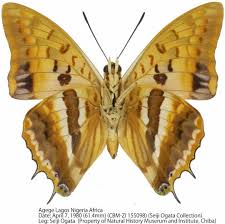 Image result for Oreobambos buchwaldii